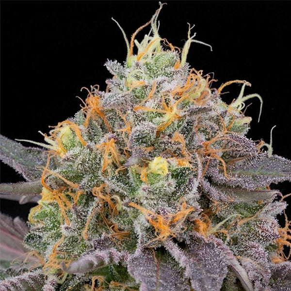 Designer Sherb Female Weed Seeds by Grounded Genetics