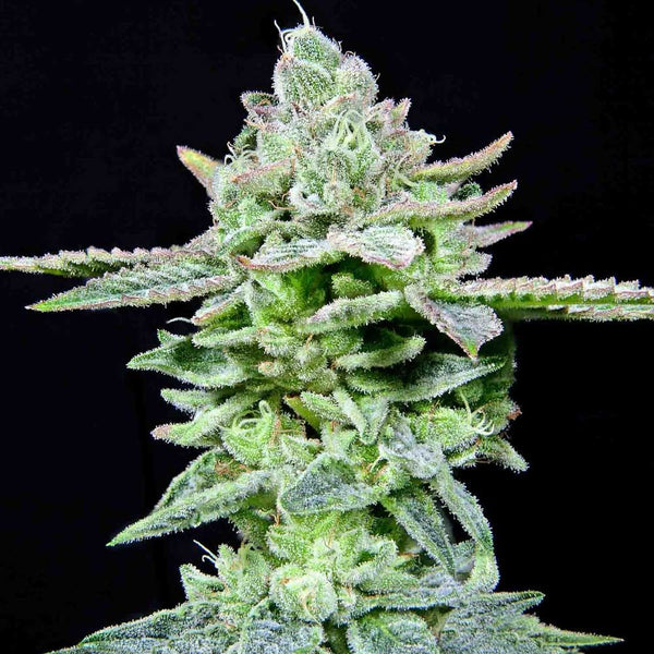 Dirty Pam Female Weed Seeds by Grateful Seeds