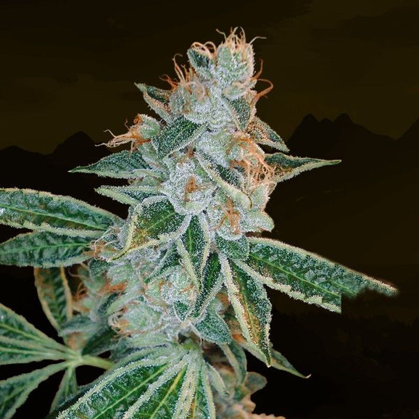 Lemon OG Kush Female Cannabis Seeds by DNA Genetics