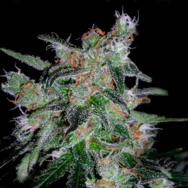 60 Day Lemon - Auto flowering Female Cannabis Seeds by DNA Genetics