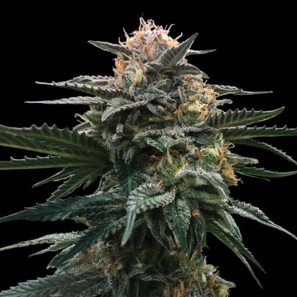 Blood Orange Sorbet (Sorbet Collection) Female Cannabis Seeds by DNA Genetics