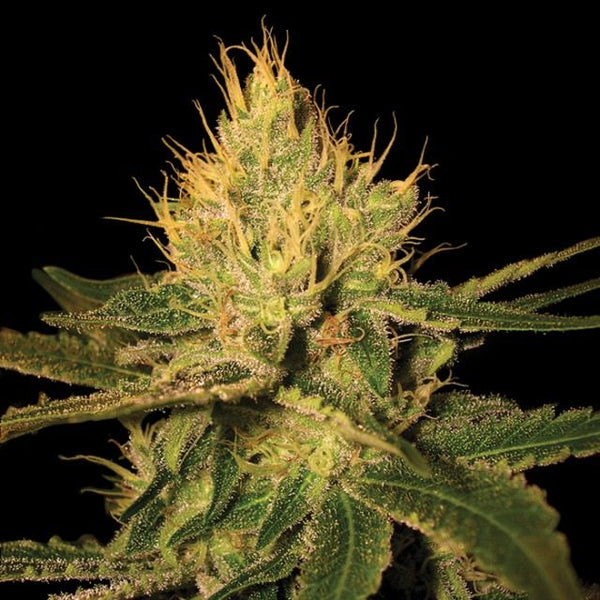 Cannalope Haze Female Cannabis Seeds by DNA Genetics