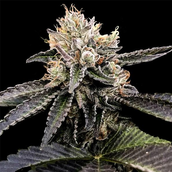 Cataract Cake Female Weed Seeds by DNA Genetics