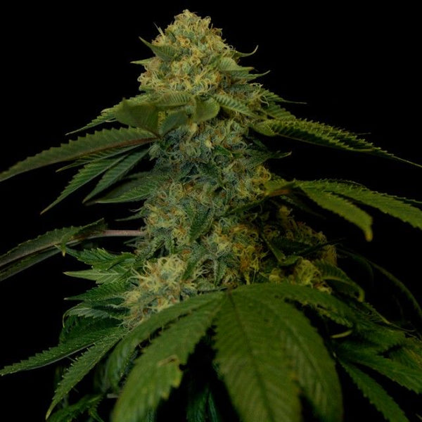 Holy Grail Kush Female Cannabis Seeds by DNA Genetics