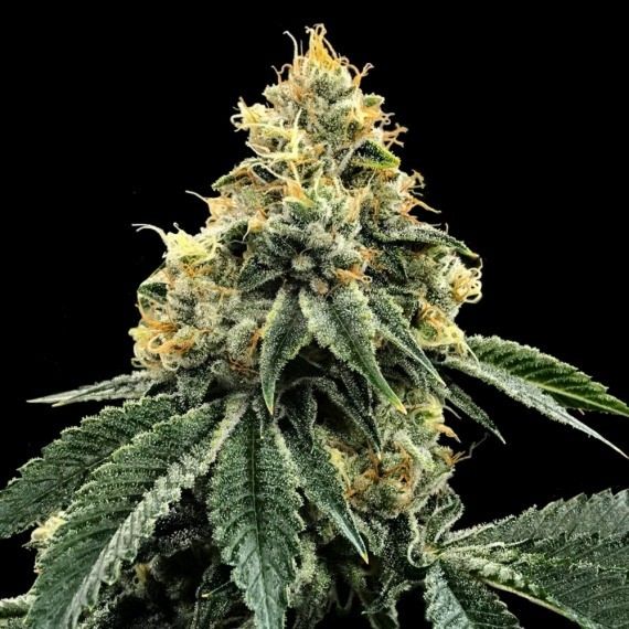 Kosher Dawg Female Cannabis Seeds by DNA Genetics