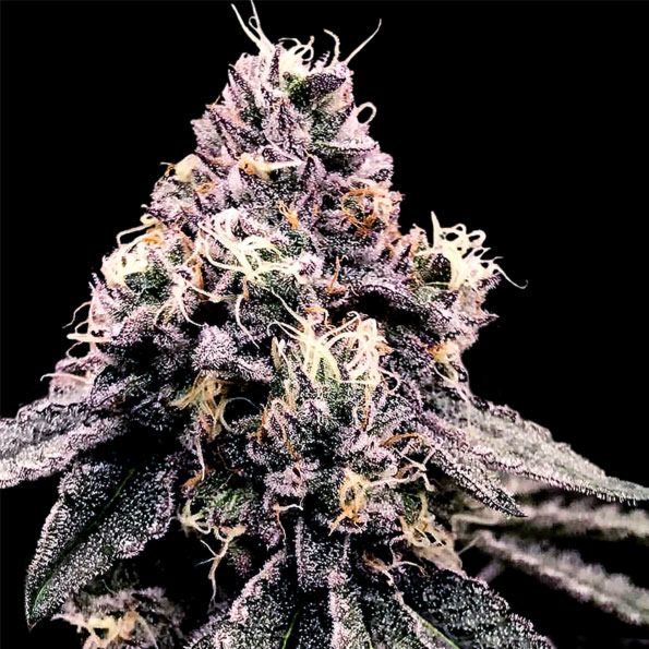 Kosher Pie Female Weed Seeds By DNA Genetics