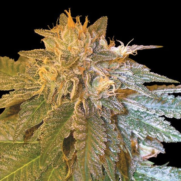 L.A. Confidential Female Cannabis Seeds