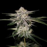 Miss DNA Female Cannabis Seeds by DNA Genetics