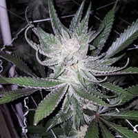 Dubble Grape Regular Cannabis Seeds by Cannarado Genetics