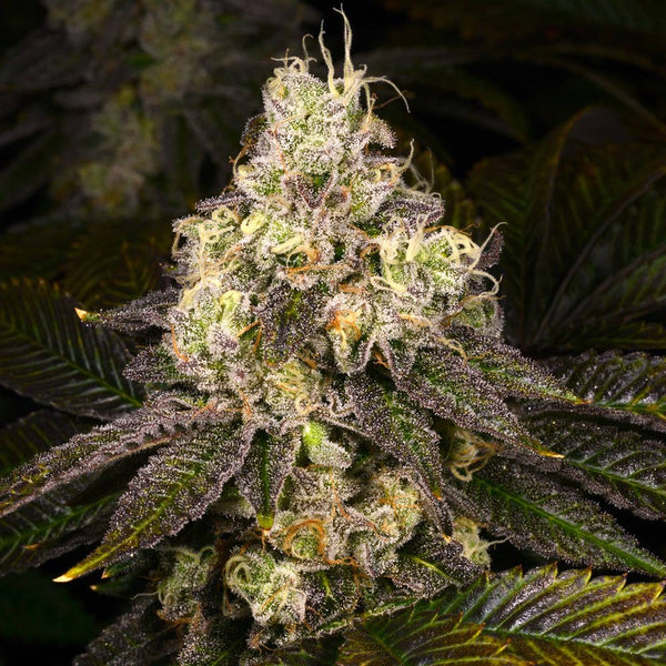 Double Cross Regular Cannabis Seeds by Archive Seedbank