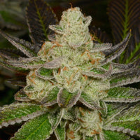 Doughlato Feminized Cannabis Seeds by Archive Seedbank