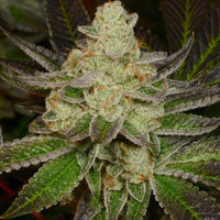 Doughlato Feminized Cannabis Seeds by Archive Seedbank