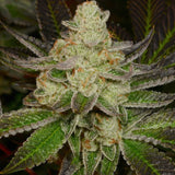 Doughlato Feminized Cannabis Seeds by Archive Seedbank