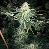 ODV3 Regular Cannabis Seeds by Lady Sativa Genetics