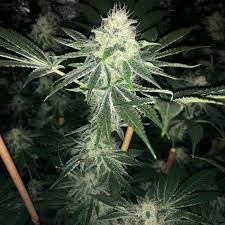 ODV3 Regular Cannabis Seeds by Lady Sativa Genetics