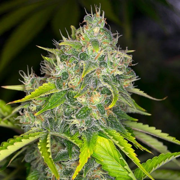 Dready Berry Female Cannabis Seeds by Dready Seeds