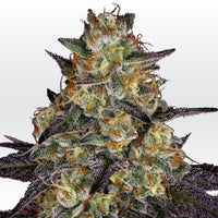 El Dorado OG Female Cannabis Seeds by Paradise Seeds