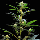 Electric Avenue Regular Cannabis Seeds by Original Dampkring Genetics