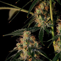 Electric Avenue Regular Cannabis Seeds by Original Dampkring Genetics