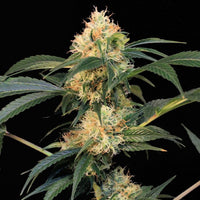 Electric Avenue Regular Cannabis Seeds by Original Dampkring Genetics