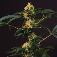 Electric Avenue Regular Cannabis Seeds by Original Dampkring Genetics