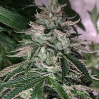 Element-Z Regular Cannabis Seeds by Dark Horse Genetics