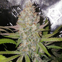 Exodus Valley Regular Cannabis Seeds by True Canna Genetics