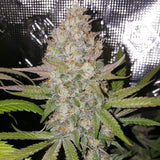 Exodus Valley Regular Cannabis Seeds by True Canna Genetics