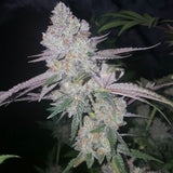 Exodus Valley Regular Cannabis Seeds by True Canna Genetics