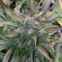 Flash Glue Regular Cannabis Seeds by GG Genetics