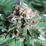 Flash Glue Regular Cannabis Seeds by GG Genetics