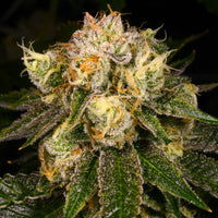 Flak Jack Regular Cannabis Seeds by Archive Seedbank