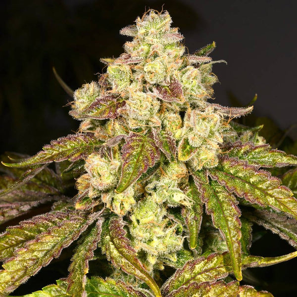 Fritter Licker Regular Cannabis Seeds by Archive Seedbank