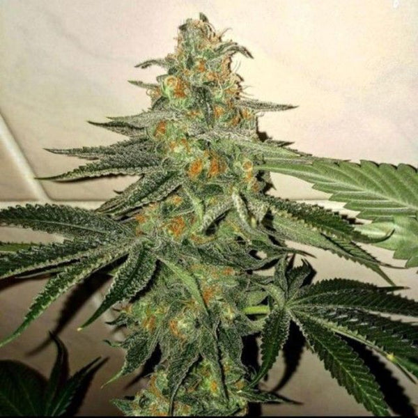 Forbidden Fruit Cake Female Cannabis Seeds by The Plug Seedbank