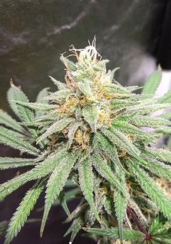 Formula One Regular Cannabis Seeds by Archive Seedbank