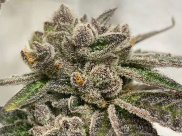 GAK Slurry aka GAK Ice Regular Cannabis Seeds by Hella Seed Co