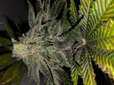 French Kisz Cannabis Seeds by T.H Seeds