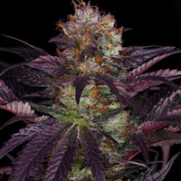 French Macaron - Gelato 33 x French Cookies Female Cannabis Seeds by T.H.Seeds