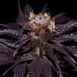 French Macaron - Gelato 33 x French Cookies Female Cannabis Seeds by T.H.Seeds