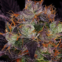 French Macaron - Gelato 33 x French Cookies Female Cannabis Seeds by T.H.Seeds