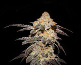 French Cookies Female Cannabis Seeds by T.H.Seeds