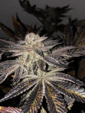 French Kisz Cannabis Seeds by T.H Seeds