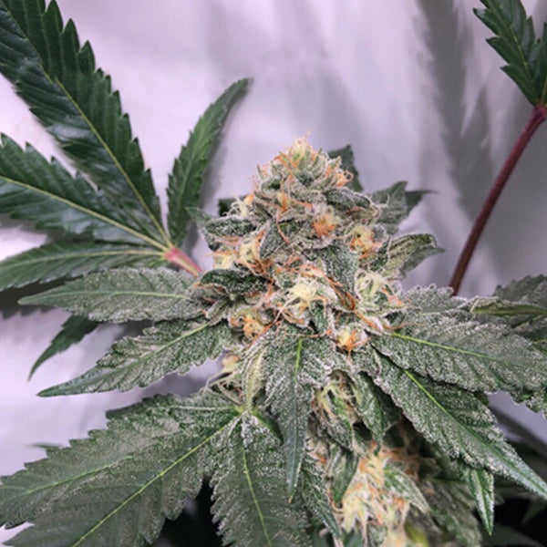 Fresh Biscotti Regular Cannabis Seeds by Cannarado Genetics