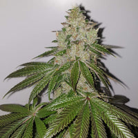 Frootz x Melon Female Weed Seeds by Karma Genetics x Grounded Genetics