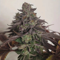 Frootz x Melon Female Weed Seeds by Karma Genetics x Grounded Genetics