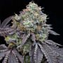 Frootz Female Weed Seeds by Grounded Genetics