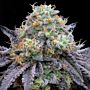 Frootz Female Weed Seeds by Grounded Genetics