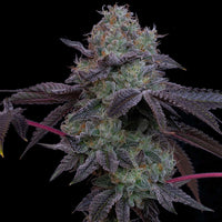 Frootz Female Weed Seeds by Grounded Genetics