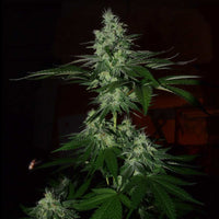 Frosted Madness Weed Seeds Female by Grateful Seeds