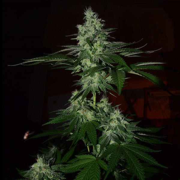 Frosted Madness Weed Seeds Female by Grateful Seeds